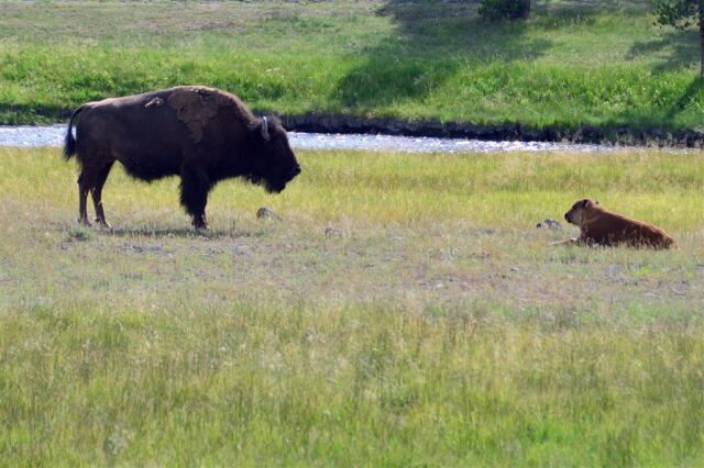 Yellowstone bison in a roadside rest stop (6)