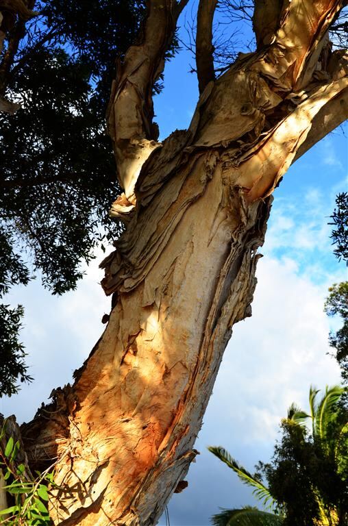 paperbark-tree-1-