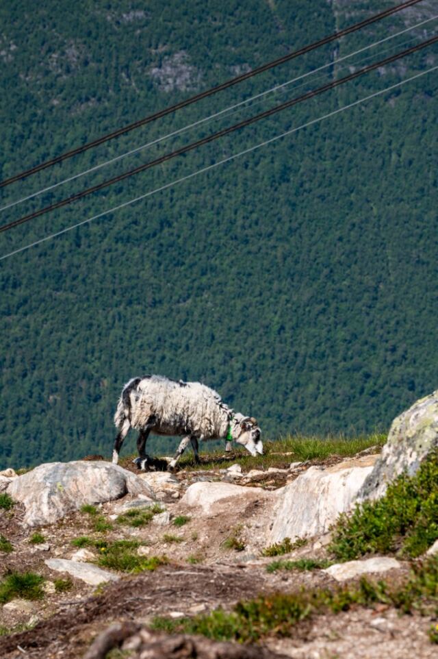 Nesaksla sheep