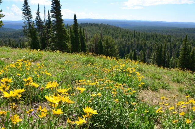 Random hill and wildflowers (2)