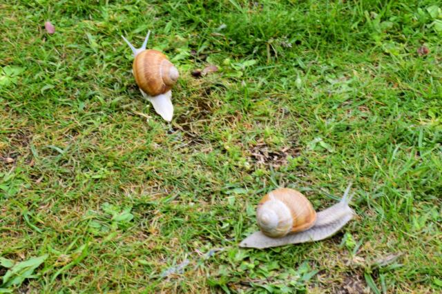 Chedworth Roman Villa - Roman Snails (1)