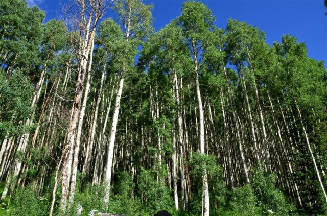 Aspen forest
