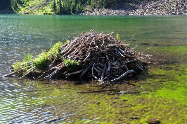 Beaver lodge