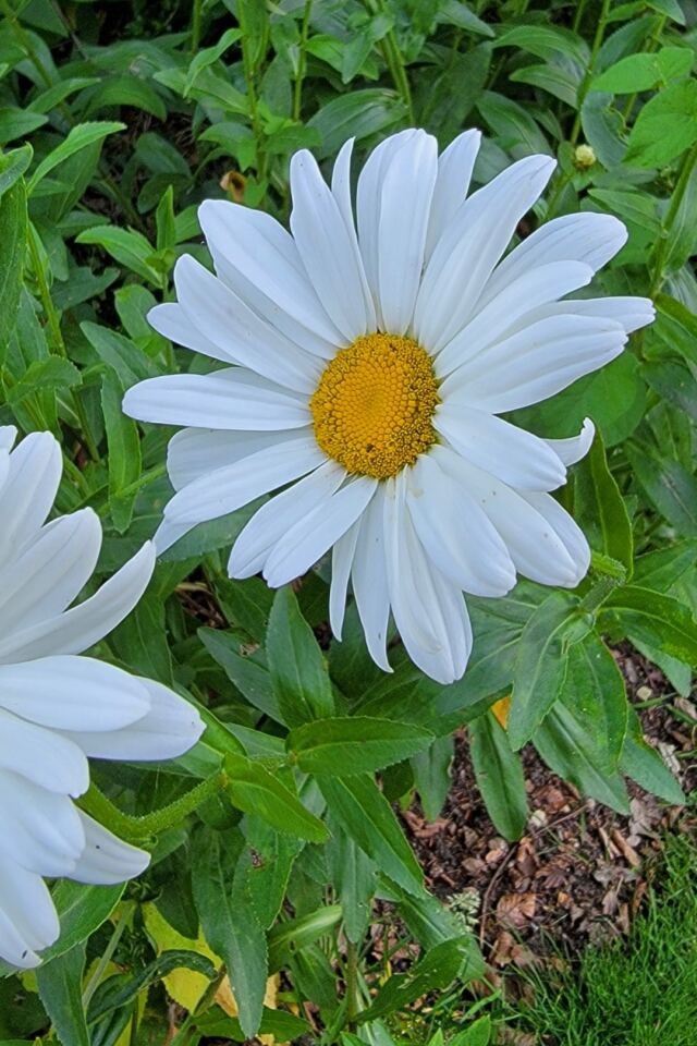 Charingworth flowers (5)