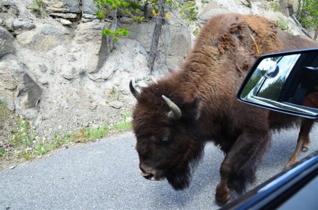 Bison Encounter (13)