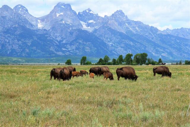 Mormon Row bison (5)