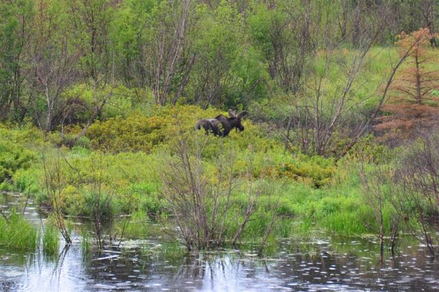 Moose (9)
