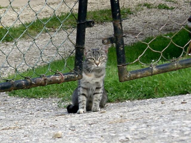 das-meow-