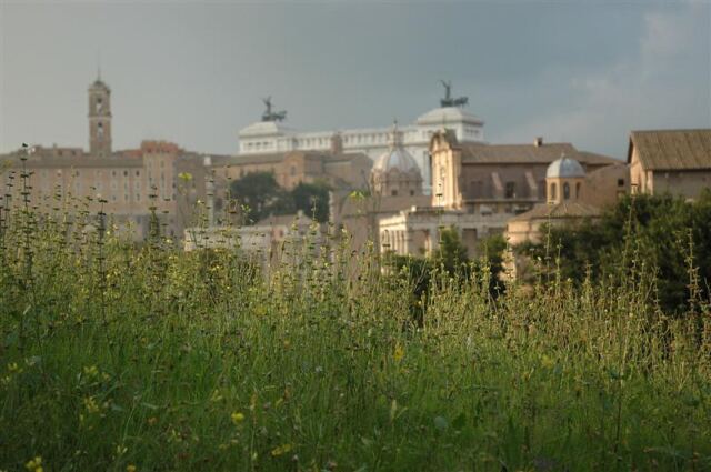 Forum through the flowers (2)