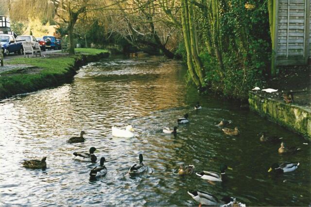 Ducks in the stream - Shere