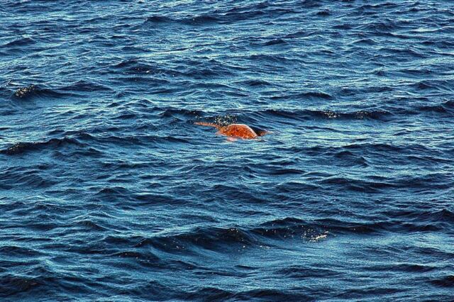 Sea Turtle spotting