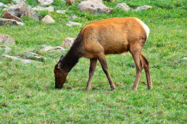 Elk cows (6)