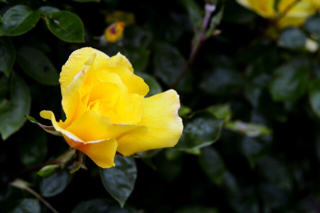 anne-hathaway-s-cottage-gardens-5