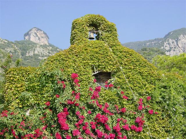 Vine-covered church