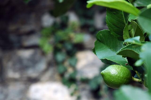 Lime!