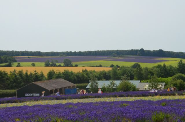 Cotswold Lavender - field views (06)