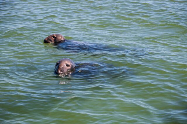 Monomoy Refuge seals 03