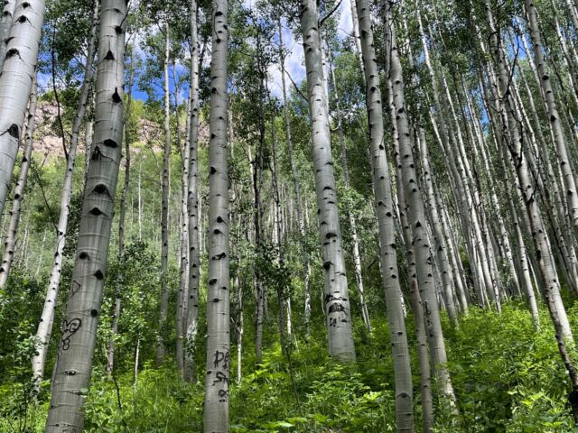 Aspens 4