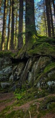 Mt Floyen magical forest 04