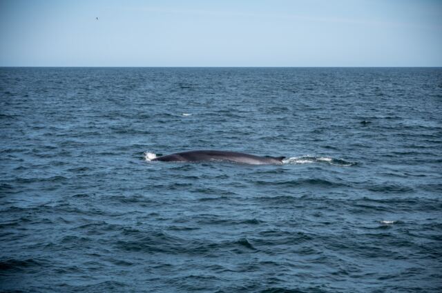 Cape Cod fin whales 06