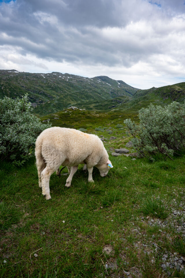 Øvre Oscarshaug sheep
