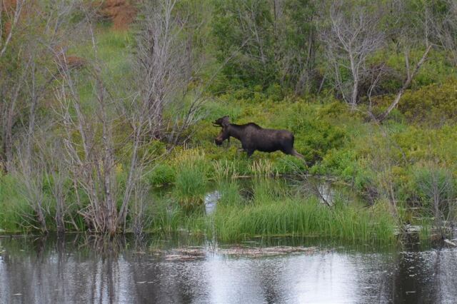 Moose (13)