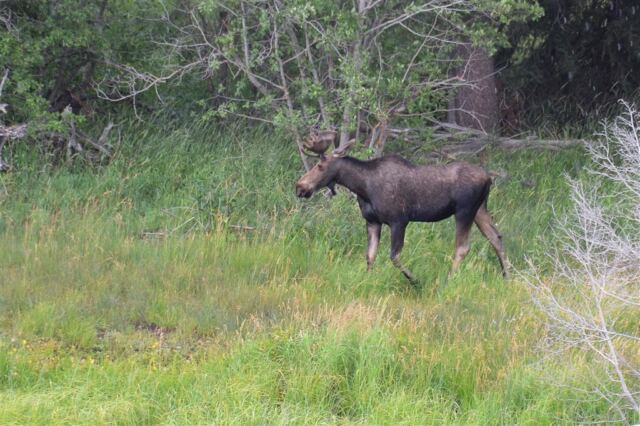 Moose (26)