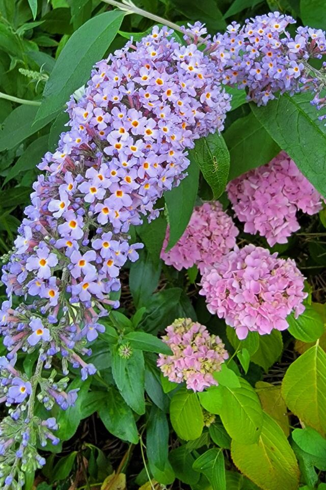 Charingworth flowers (4)