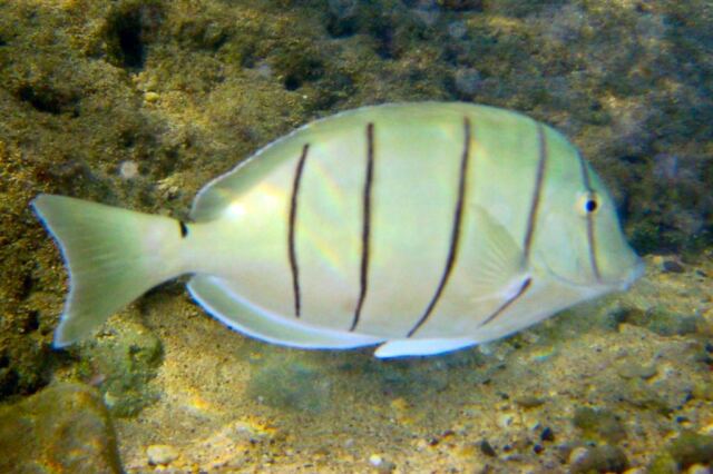Snorkeling - fish (1)