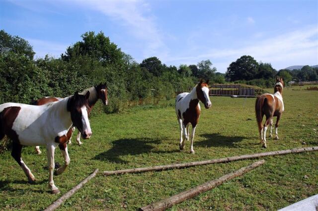 Melanie's riding companions