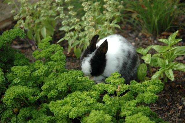 oreo-in-the-garden-9-