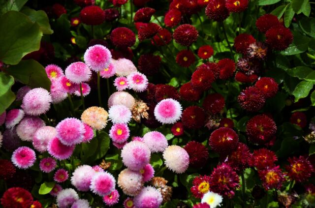 Kenilworth flowers