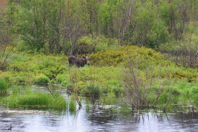 Moose (2)