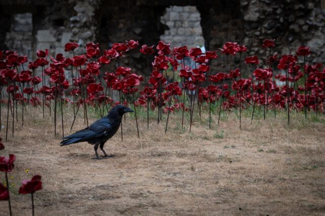 Tower of London raven 01