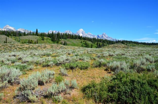 Desert sage and Tetons