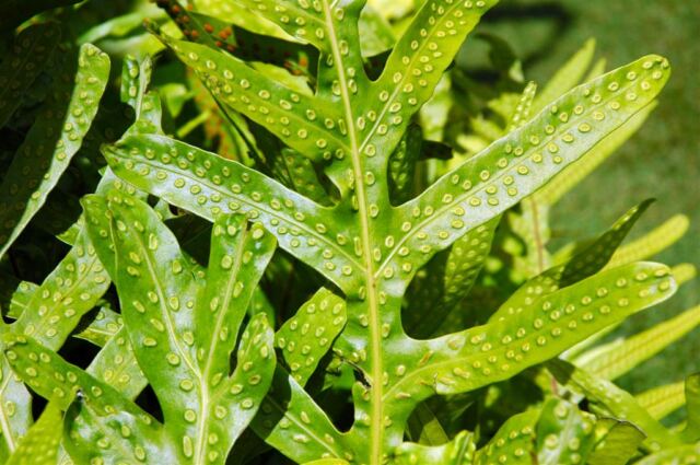 Dottage foliage (1)