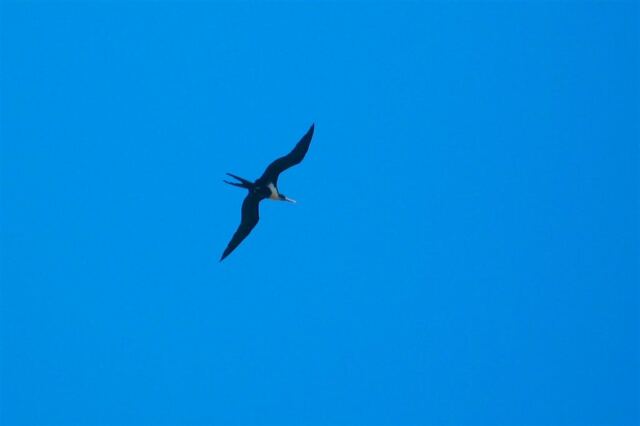 Seabird