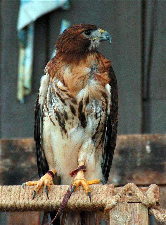 (not the Holiday) hawk