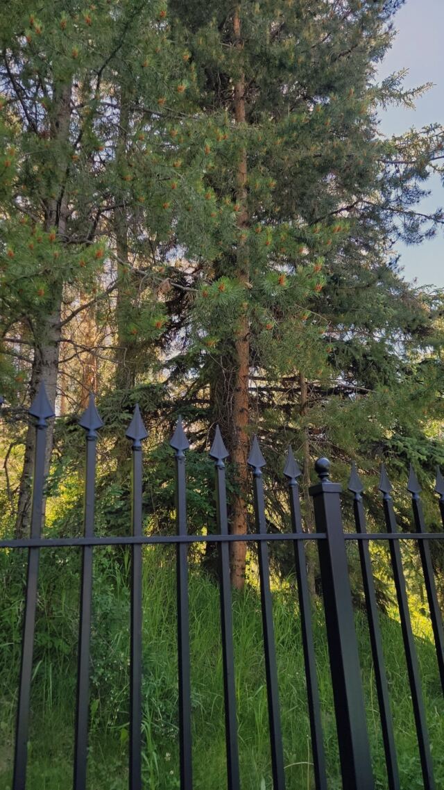 Ah trees.