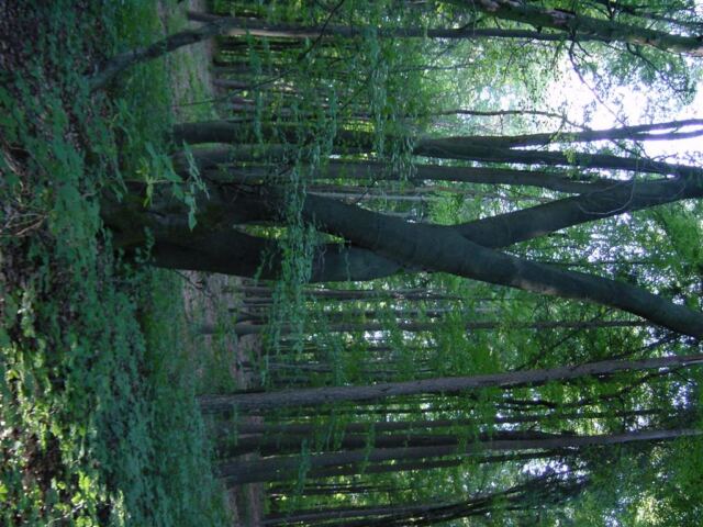 crossing-trees-2