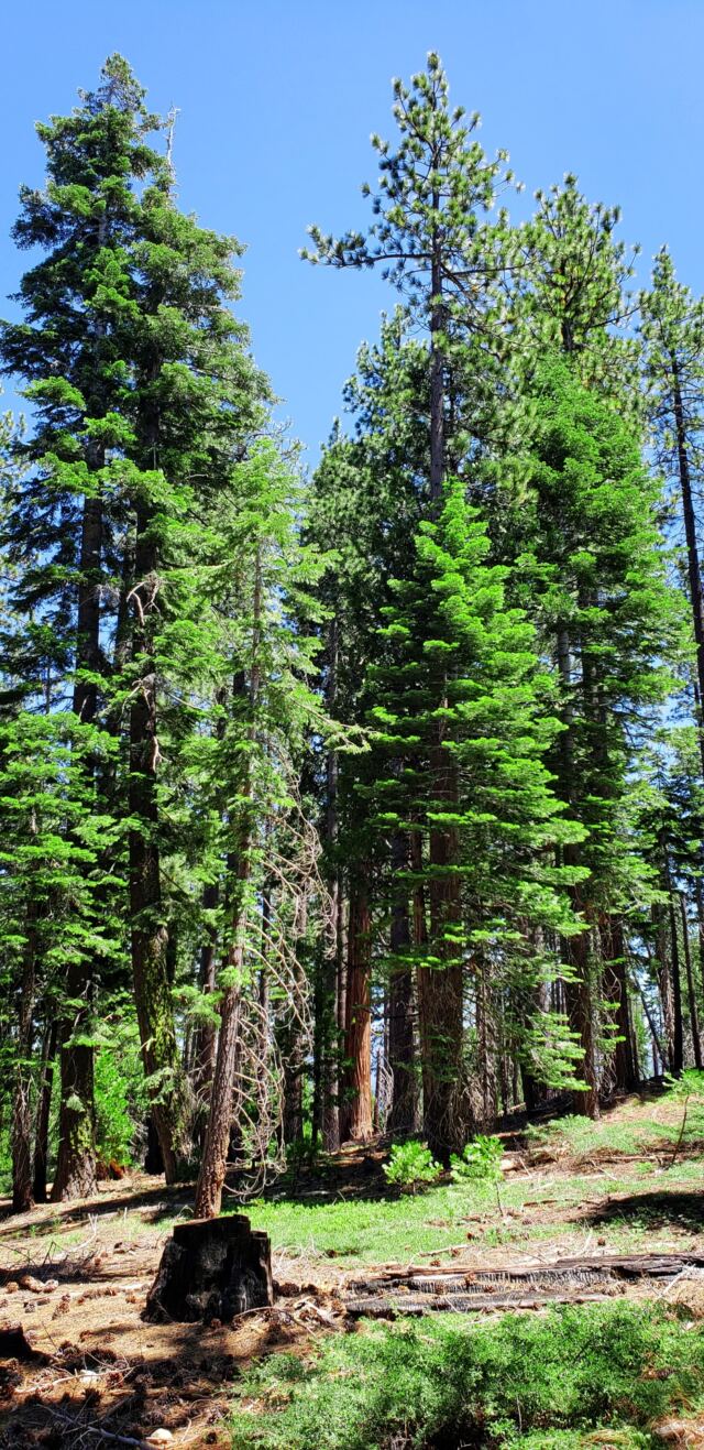 Sugar Pine Point walk 06