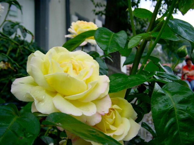 just-the-yellow-roses