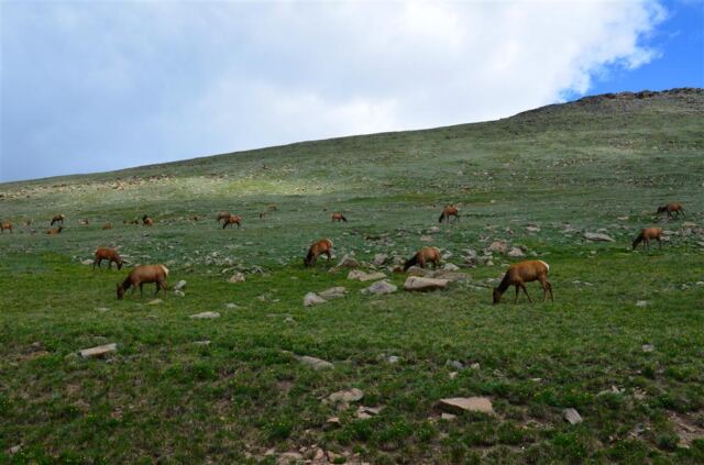 Elk cows (7)