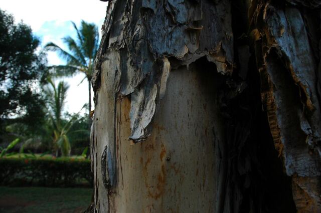 Peeling bark