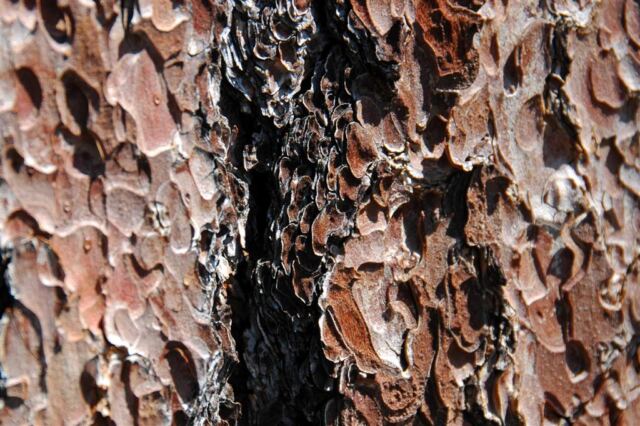 Interesting bark closeup