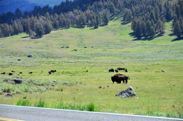 Lamar Valley bison (8)