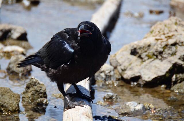 Fairy Falls ravens (8)