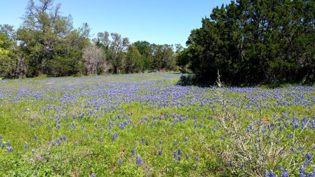 Willow Loop bluebonnet field 3