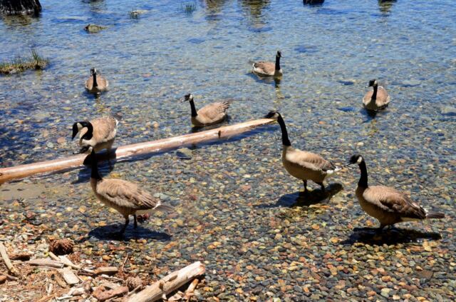 Goose Feeding - Fallen Leaf Lake 01