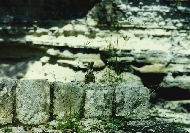 Iguana at Cenote Sagrado (1)